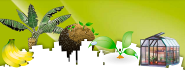 Norma Técnica de Competencia Laboral Regional y Diseño Curricular para la Calificación de Productor/a en Invernadero